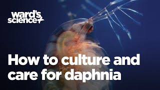 Caring and Culturing for Daphnia [upl. by Lasala]