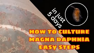 How to Culture Magna Daphnia Easily [upl. by Landy]