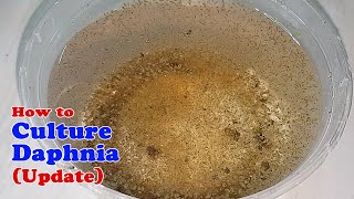 How to Culture Daphnia Update with ZERO Cost  Unlimited Live Food for Our Fish [upl. by Chace469]