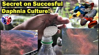 How to Culture Daphnia Successfully [upl. by Nnairahs482]