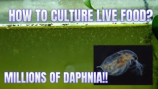 How to Culture Daphnia Secret Method to Breed MILLIONS  Simply Aquatic [upl. by Gualtiero660]