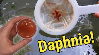 How I Culture Daphnia In Outdoor Tubs [upl. by Adeehsar966]