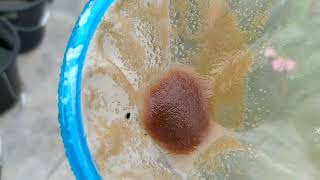 How to culture daphnia moina in a small container Part 1 English Subtitle [upl. by Nahtahoj]