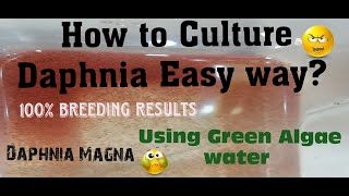 Daphnia MagnaHow to Culture Daphnia Easy wayCulturing Daphnia using Green water Daphnia [upl. by Alrahc]