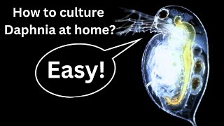 BEST Live Fish Food Beginner guide How to Culture Daphnia at home [upl. by Allimak]