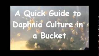 How to culture daphnia outside [upl. by Zere33]