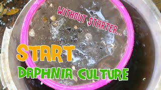 How to culture daphnia moina the easy way 1  Starting the Daphnia culture [upl. by Sregor]