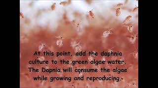 Daphnia  How to grow daphnia in your home [upl. by Airdnala426]