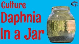 How to Culture Daphnia in a Jar [upl. by Tyler]