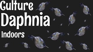 How to Culture Daphnia [upl. by Yelserp]