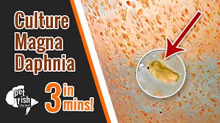 How to culture DAPHNIA MAGNA  The easy way [upl. by Blanding166]