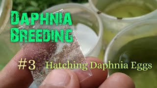 Daphnia Culture made simple and easy 3  Hatching Daphnia eggs [upl. by Sedinoel193]