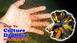 How to Culture Daphnia with ZERO Cost  Unlimited Live Food For Our Fish [upl. by Elicul927]