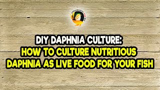 DIY Daphnia Culture How to Culture Nutritious Daphnia as Live Food for Your Fish [upl. by Anyalram]