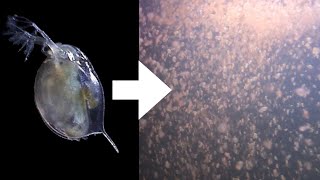 How I Culture Daphnia [upl. by Sang]