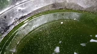 DAPHNIA MOINA CULTURE IN A SMALL BUCKET [upl. by Nnyladnarb243]