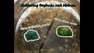 How To Culture Daphnia and Moinas using Green Water Spirulina powder [upl. by Aniale294]