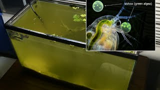 Raising Daphnia for the Freshwater Aquarium [upl. by Ttenyl282]