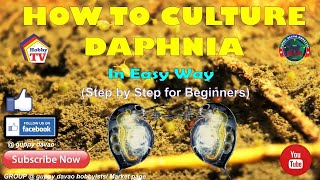 HOW TO CULTURE DAPHNIA In Easy Way [upl. by Publus508]